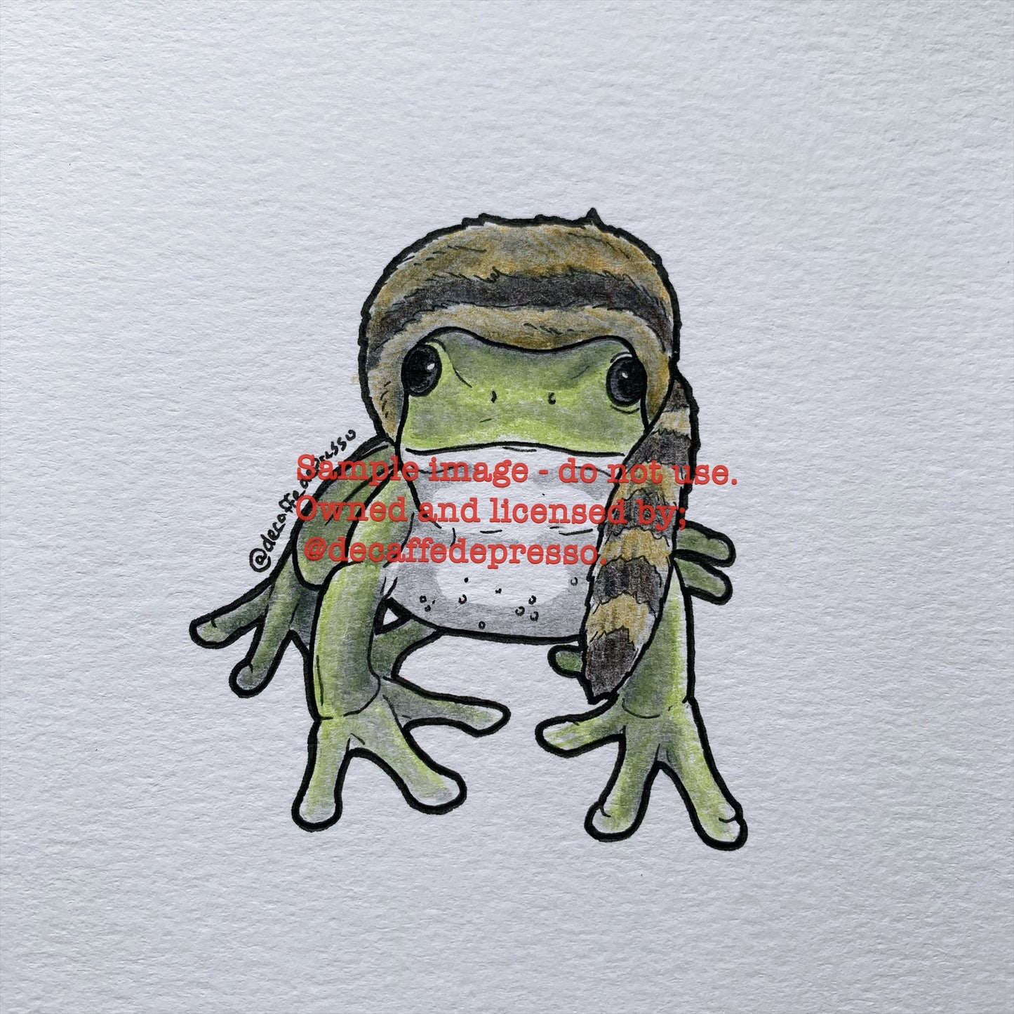 Raccoon hat frog