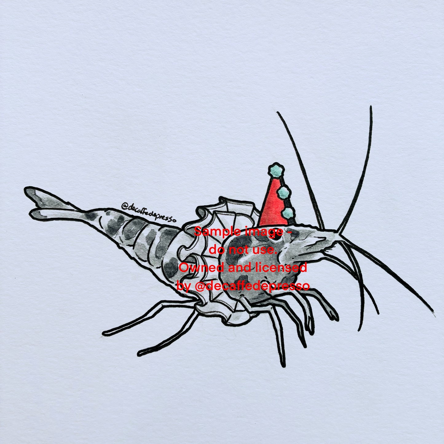 Clown shrimp